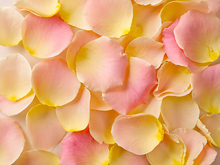 Image showing rose petals background