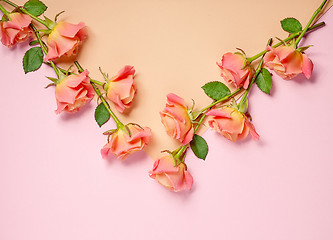 Image showing pink roses on colorful paper background