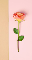 Image showing pink rose on colorful paper background