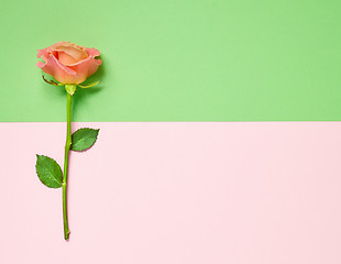 Image showing pink rose on colorful paper background