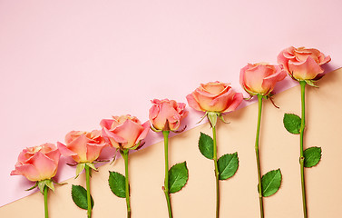 Image showing pink roses on colorful paper background