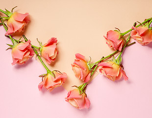 Image showing pink roses on colorful paper background