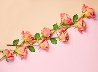 Image showing pink roses on colorful paper background