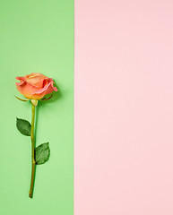 Image showing pink rose on colorful paper background