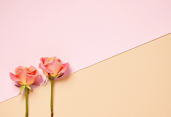 Image showing two pink roses