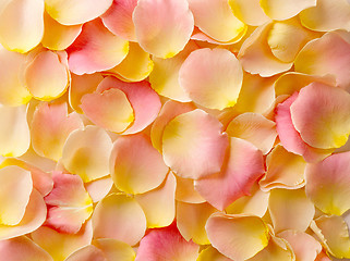 Image showing rose petals background