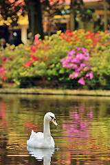 Image showing Swan on lake in spring