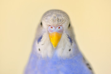 Image showing Indigo Budgerigar parrot