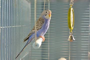 Image showing Indigo Budgerigar parrot