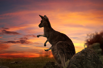 Image showing Sunset Kangaroo Australia