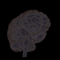 Image showing 3D illustration of human brain
