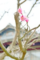 Image showing First plum blossoms in Japan. Ume apricot flowers.