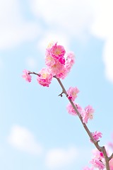 Image showing Beautiful pink plum blossoms, Ume in Japanese