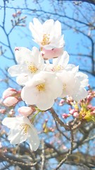 Image showing Cherry blossoms, young buds and blue sky