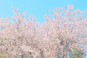 Image showing Cherry blossom trees in full bloom