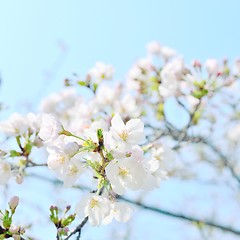 Image showing White cherry blossoms closeup. Sakura flowers and buds.