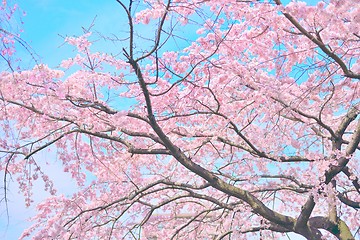 Image showing Pink sakura cherry blossoms in full bloom