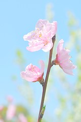 Image showing Cherry blossom closeup. Pink sakura and blue sky.