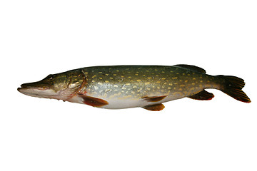 Image showing Pike