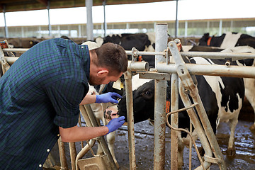 Image showing man or farmer with cows in cowshed on dairy farm