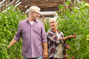 Image showing old couple picking tomatoes up at farm greenhouse