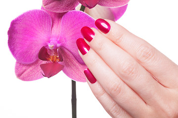 Image showing Manicured nails caress dark pink flower pedals