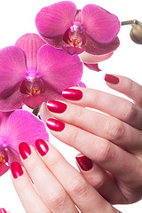 Image showing Manicured nails caress dark pink flower pedals