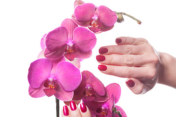 Image showing Manicured nails caress dark pink flower pedals