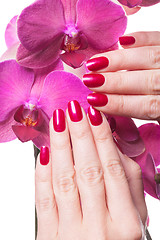 Image showing Manicured nails caress dark pink flower pedals