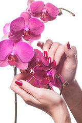 Image showing Manicured nails caress dark pink flower pedals