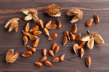 Image showing Beech nuts.