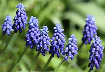 Image showing Grape hyacinths.