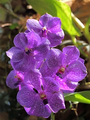 Image showing Vanda orchid flower.