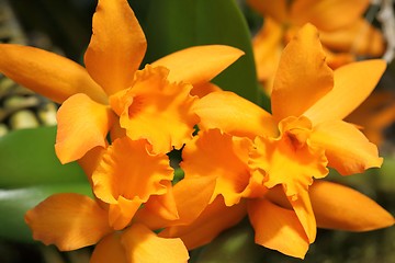 Image showing Cattleya orchid flower.