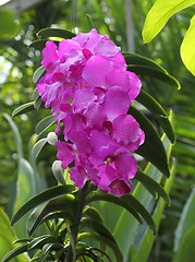 Image showing Vanda orchid flower.