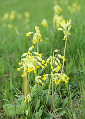 Image showing Primula veris