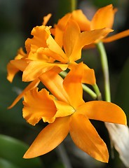 Image showing Cattleya orchid flower.