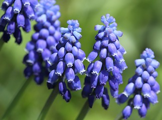 Image showing Grape hyacinths.