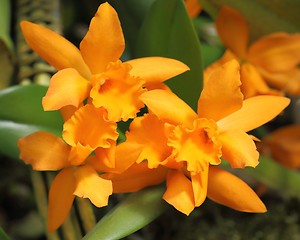 Image showing Cattleya orchid flower.