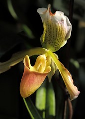 Image showing Paphiopedilum orchid flower.