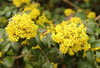 Image showing Mahonia aquifolium.