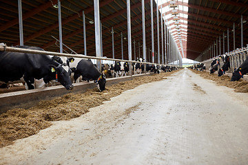 Image showing herd of cows eating hay in cowshed on dairy farm