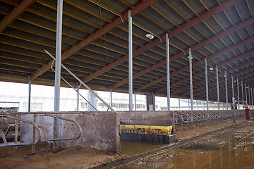 Image showing cowshed stable on dairy farm