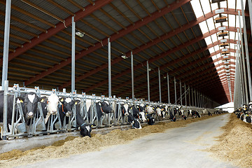 Image showing herd of cows eating hay in cowshed on dairy farm
