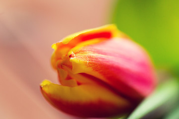 Image showing close up of tulip flower