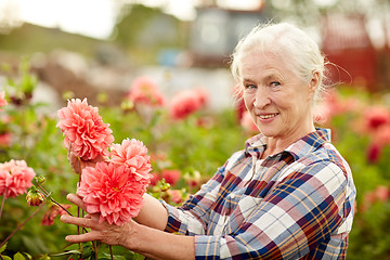 Image showing senior woman with flowers at summer garden