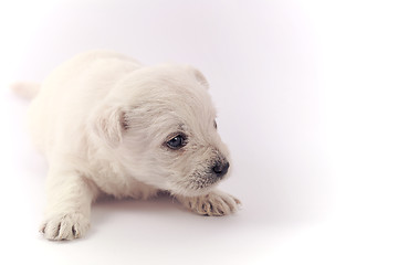 Image showing Little puppy over white