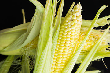 Image showing Fresh corn on the cob over a black background