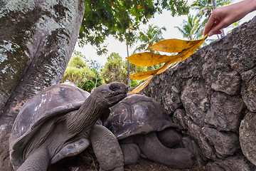 Image showing Tourist feeding Aldabra giant tortoises on La Digue island, Seychelles.