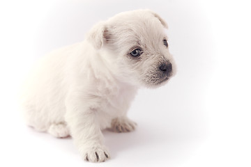 Image showing Little white puppy